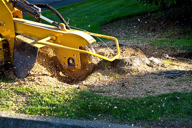 The Steps Involved in Our Tree Care Process in Trexlertown, PA